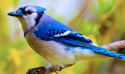 Birds