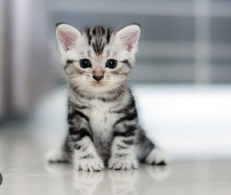 Cats