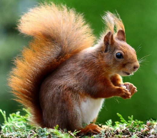 Squirrels and Other Critters