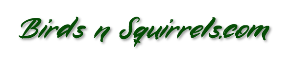 BirdsnSquirrels.com